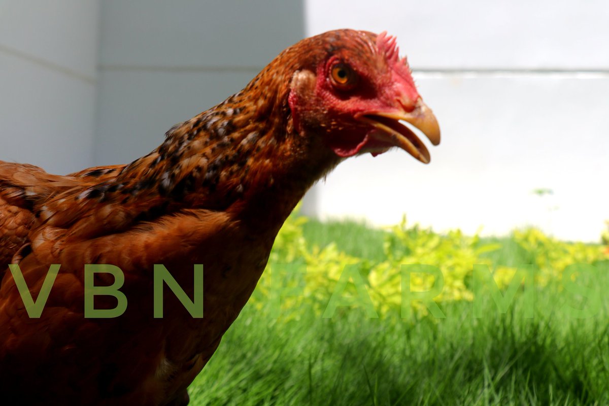 VBNFARMS's tweet image. COUNTRY CHICKEN❤

#CountryChicken #நாட்டுகோழி #NaatuKozhi 
 #VBN #VBNFARMS
#KALLAKURICHI #THIYAGADURGAM #FARMS #கள்ளகுறிச்சி #தியாகதுருகம்