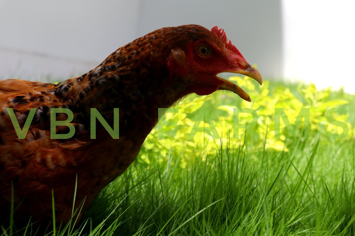 VBNFARMS's tweet image. COUNTRY CHICKEN❤

#CountryChicken #நாட்டுகோழி #NaatuKozhi 
 #VBN #VBNFARMS
#KALLAKURICHI #THIYAGADURGAM #FARMS #கள்ளகுறிச்சி #தியாகதுருகம்