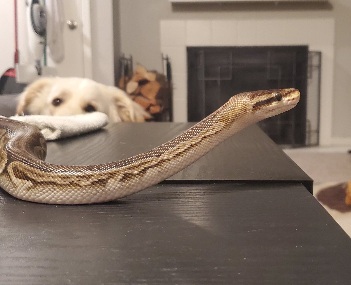 Pythons Galore tweet media