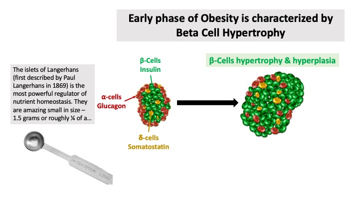 Early obesity is characterized by beta cell hypertrophy. Understanding how hyperinsulinemia, IR, glucagon & insulin/glucagon ratio contributes to nutrient homeostasis in obesity is key to understanding metabolic syndrome. Our focus should be on this rather than drugs  @meganjramos