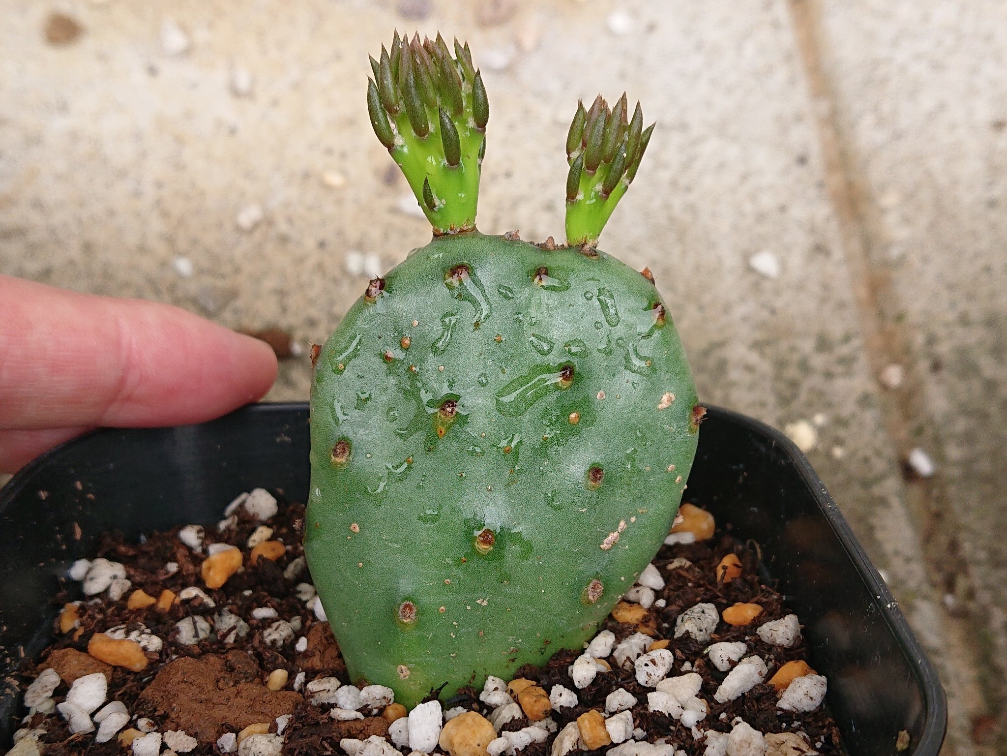 Jerry Fish ほんの数日で目に見えて子株が成長 ウチワサボテン サボテン 多肉植物 T Co Esop8waaqq Twitter