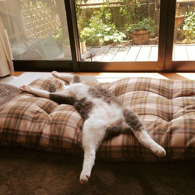 Lazy Sunday😸🐾

#mysunday 
#lazysunday 
#HappySunday 
#CatsOfTwitter