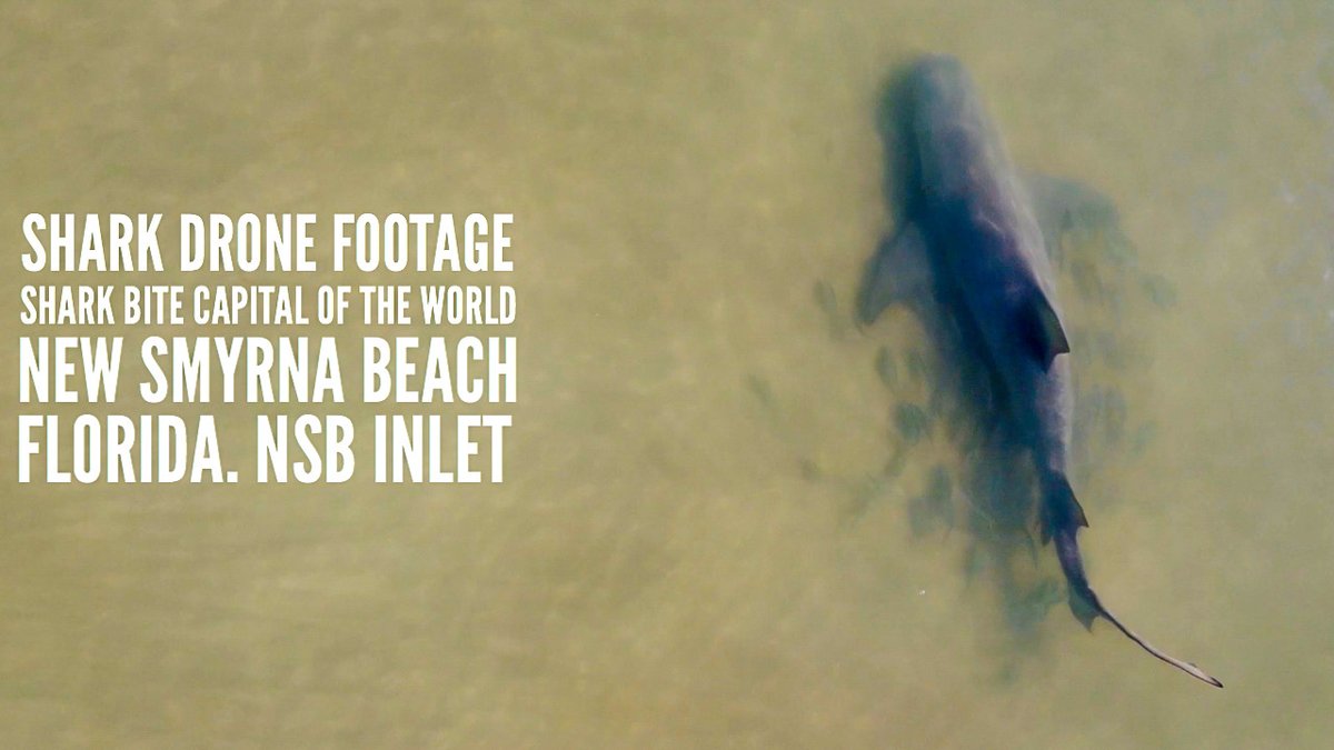 joey_paesano's tweet photo. Shark Drone Footage At Shark Bite Capital Of The World, New Smyrna Beach, FL. Shark Aerial View. NSB https://t.co/Zxa4qDSYV2 via @YouTube
#SharkWeek #Shark #Drone #DJIMavicMini #SharkFest #SharkBiteCapital #NSBinlet #NewSmyrnaBeach #VLOG https://t.co/YScmGmuAmN