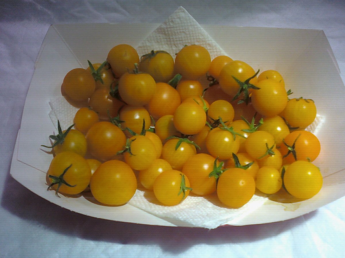 92) Running behind on my planned  #Aerogarden update this weekend. I did manage to harvest Bounty's Gldn Harvest Heirloom tomatoes this evening. I'll get to the Red Heirlooms tomorrow.Been awhile since the Bounty has provided this much over a 2-week period, but I got 10.2oz here