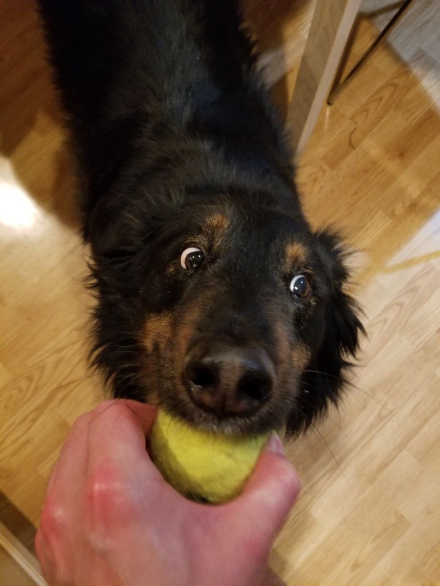 Coda-is-a-Goodboy tweet media