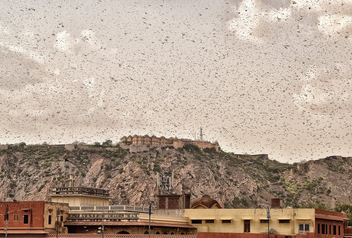 The_Kathago's tweet photo. #LocustSwarmAttack in different areas of #Jaipur yesterday
#Rajasthan #locustswarmsattack
#locust_attack #PinkCity https://t.co/6Ccz54ohbE