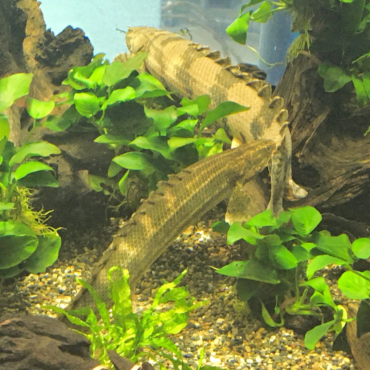 またしてもポリプテルスが2匹重なっています? ＃カワスイ ＃川崎 