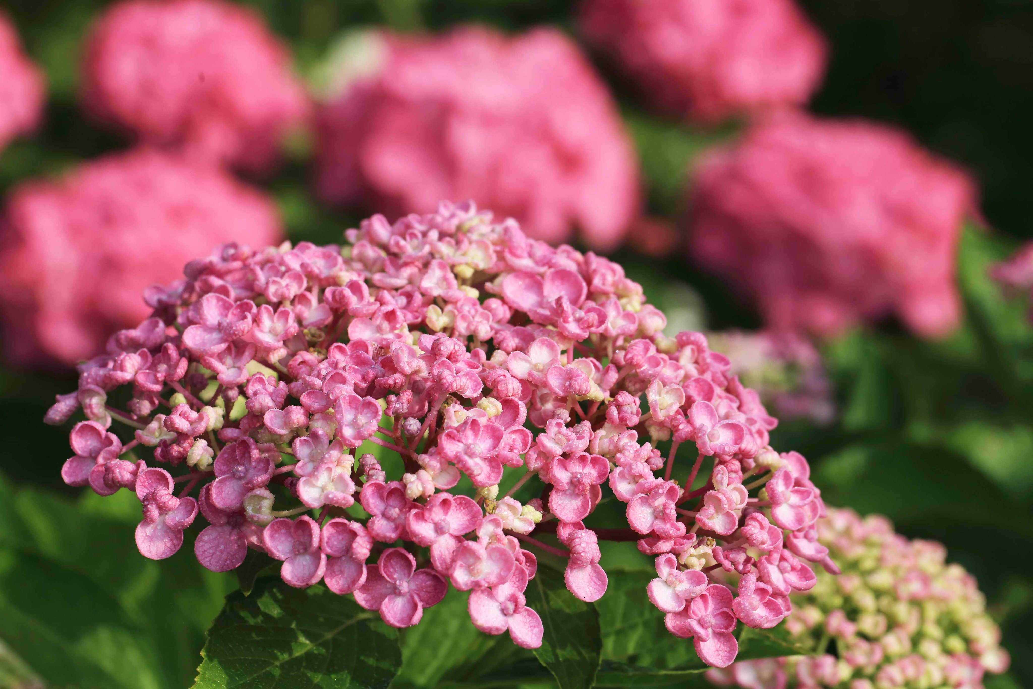 片柳弘史 老人ホームの庭の紫陽花たち 種類は違いますが みんな同じピンク色です 元気づけられる色だからでしょうか T Co Pivopgj7o0 Twitter