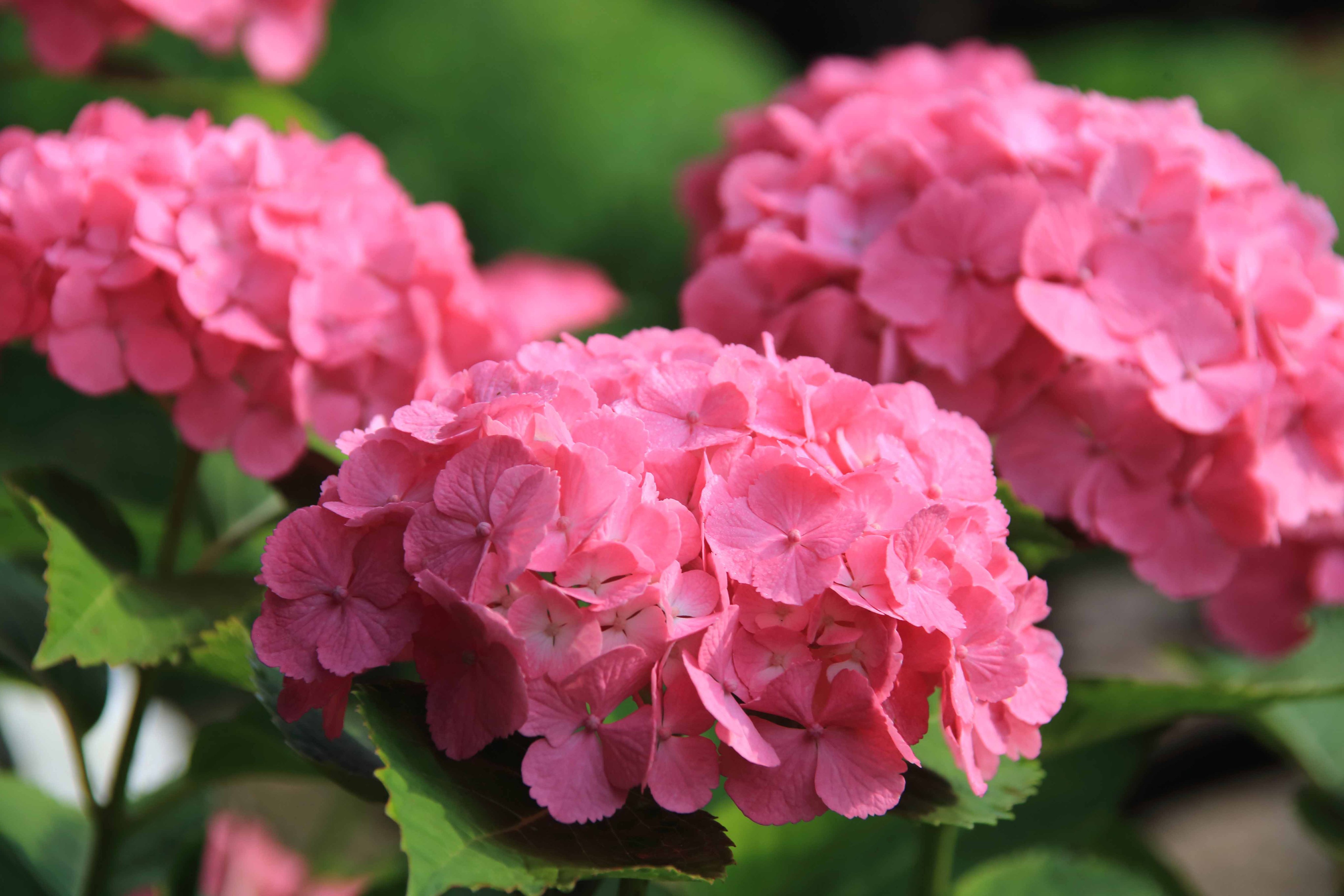 片柳弘史 老人ホームの庭の紫陽花たち 種類は違いますが みんな同じピンク色です 元気づけられる色だからでしょうか T Co Pivopgj7o0 Twitter