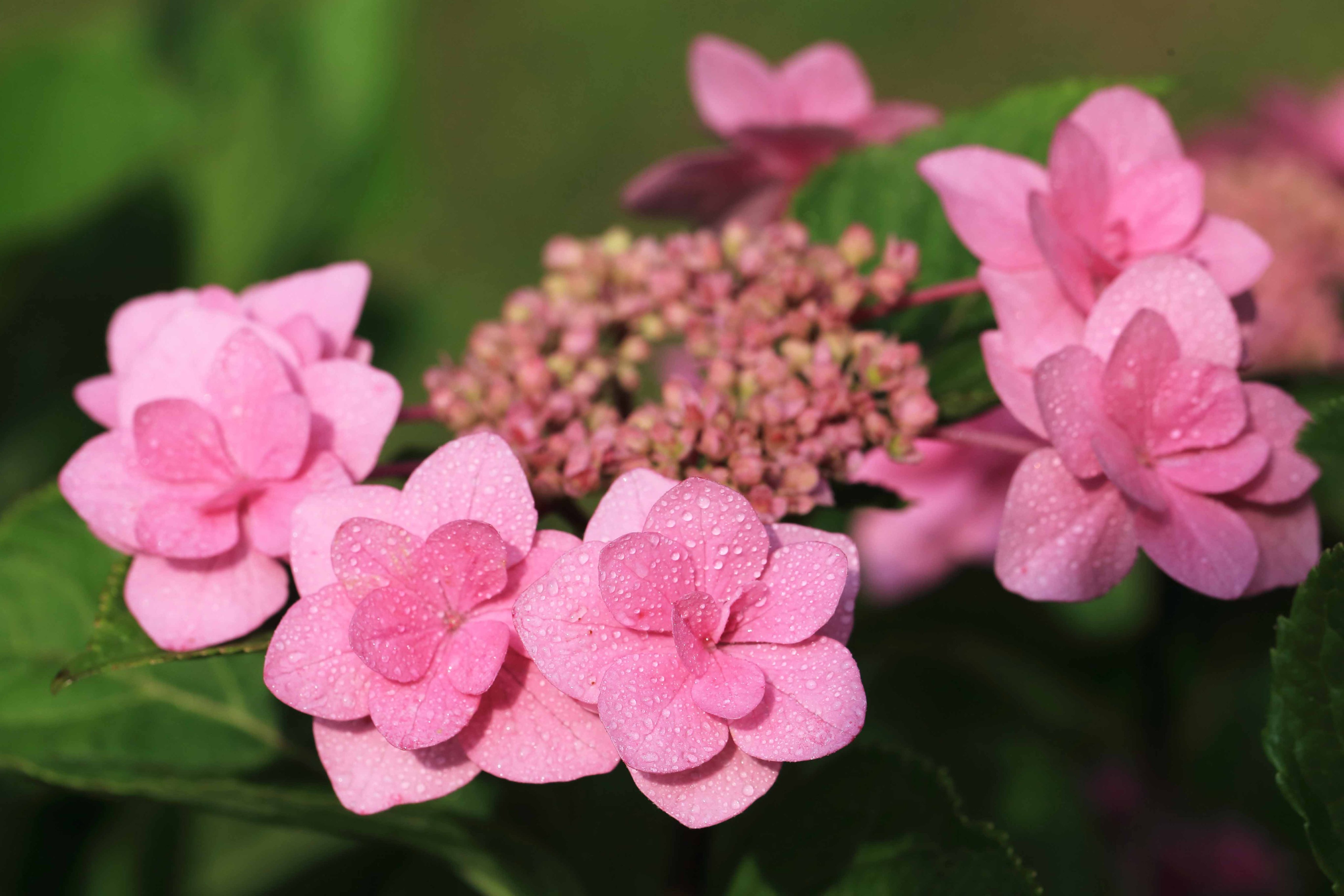 片柳弘史 老人ホームの庭の紫陽花たち 種類は違いますが みんな同じピンク色です 元気づけられる色だからでしょうか T Co Pivopgj7o0 Twitter