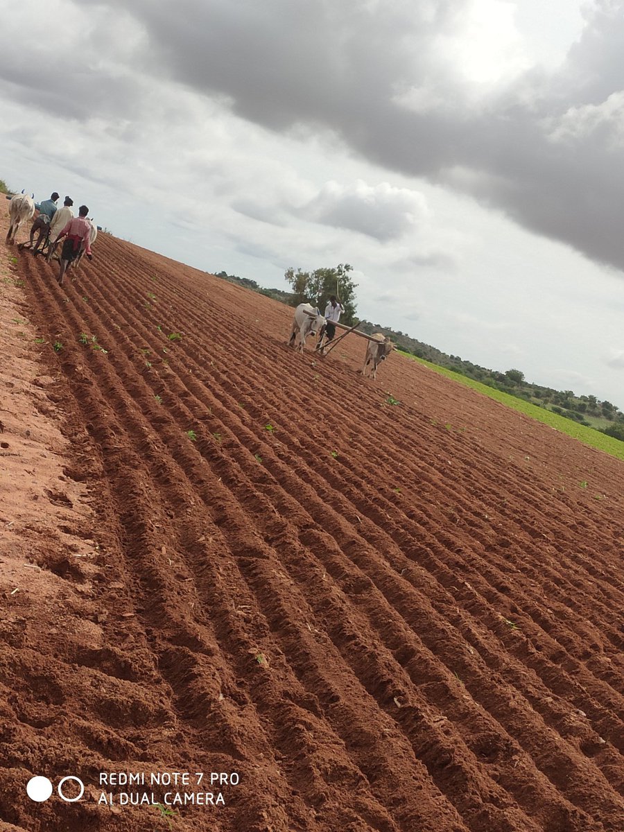 iram1996's tweet photo. విత్తనాలు వేస్తున్నాము మా పొలం లో....🌱🌱🌱🌱 https://t.co/ziZL00dZPU