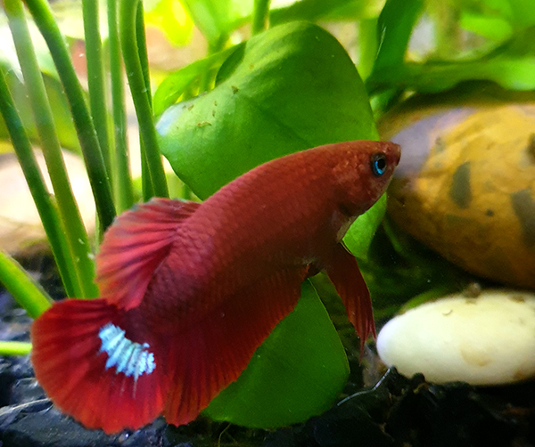 Aaand here's Augustine!He's a pretty striking lil' man..! I hope he's a healthy boy. I noticed his scales are sticking out around his belly but given how good he looks in all other aspects, I'm hoping it's just overfeeding and not early dropsyAlways a gamble with bettas.