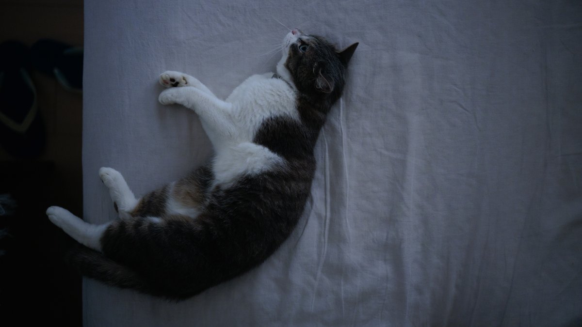 damonmina's tweet photo. だらり猫に余白をつける。

#SIGMAfp
#FovClassicBlue https://t.co/wr7ZAZFv3z