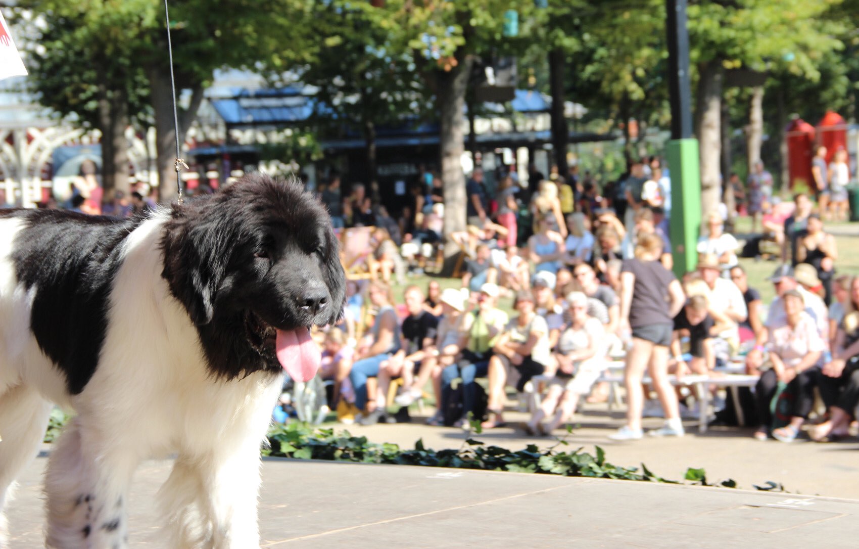 Tivoli в Twitter: „Hundens Dag i Tivoli, hvor 1000 – 2000 hunde møder op med deres ejer. Det sker søndag 28. juni fra kl 11:00. Skønne billeder #dkmedier https://t.co/oqeiWYFabo“ Twitter