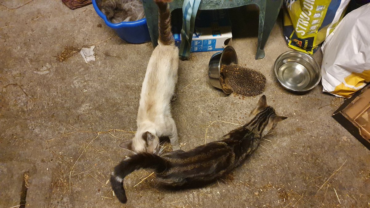 Zelfs de katten lieten hem met rust... wel nieuwsgierig...