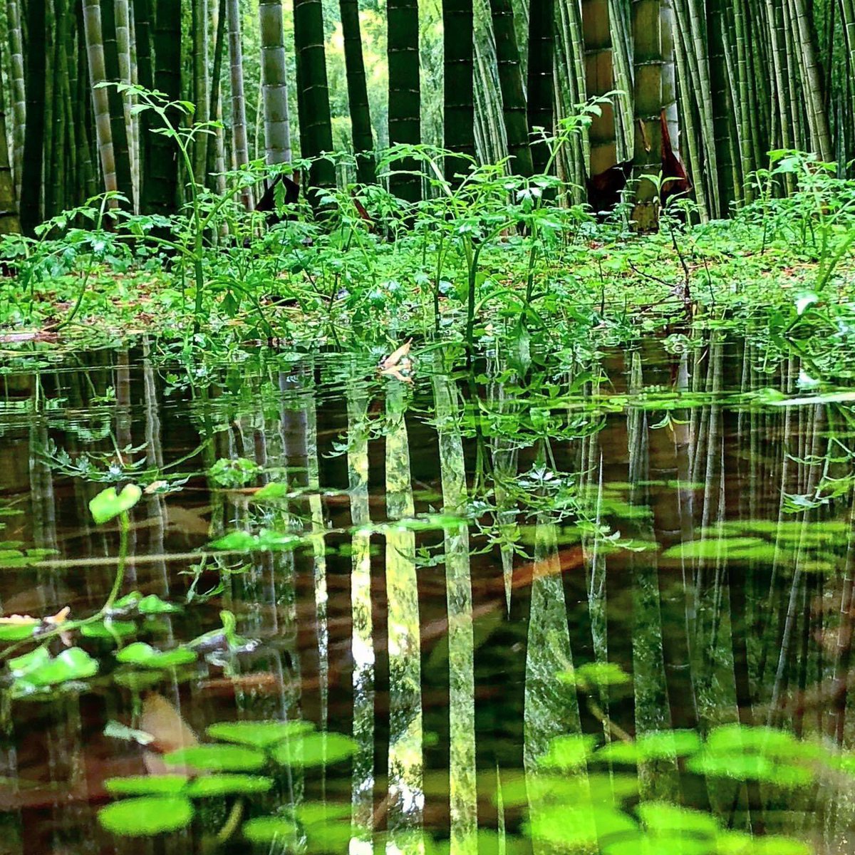 若竹の杜 若山農場 公式 最近 あえて雨の日を狙ってきました という方が増えています どうせ雨なのですから いっそ雨を楽しんでしまうのもアリですよね 因みに 今日は午後からピカピカの晴れになりました さて そろそろライトアップ