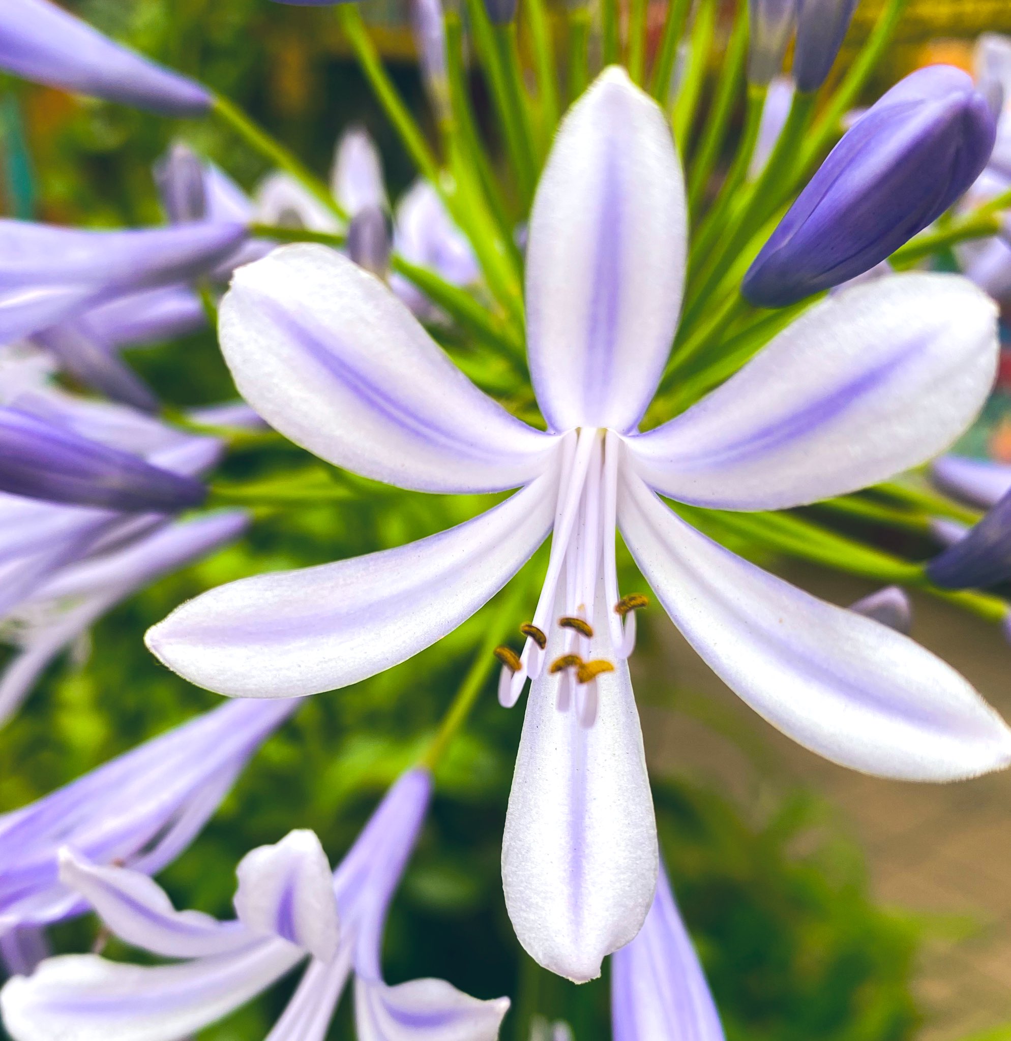 Africanlilly Twitter Search Twitter