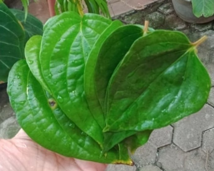 dewican45's tweet photo. KERIPIK DAUN SIRIH 
Daun sirih yg identik dengan daun obat herbal ternyata enak juga buat cemilan. 
Untuk menghilangkan rasa pahitnya bisa dgn merebus sebentar ya gaes😊
#FunKreatif https://t.co/JmoGQEug18