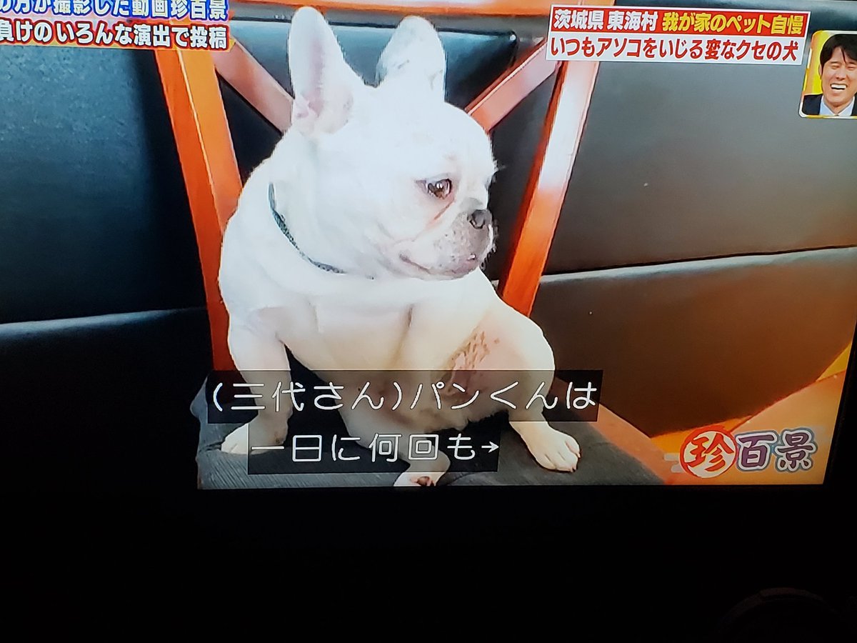 レオナルド on X: 犬もオナニーするんだね笑笑笑笑笑笑笑笑 t.coTzuvZFqh4H  X