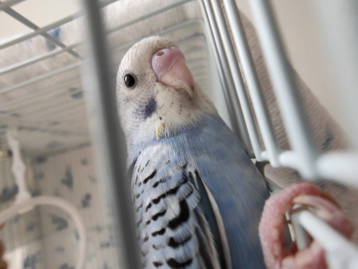 IoriMinami1's tweet photo. 【まだ見つかりません】6/24の朝7時頃に練馬区石神井台から、セキセイインコのオス(生後3ヶ月)が家から飛んで行ってしまいました。名前はアナです。呼ぶと頭、肩、手などに止まります。とても人懐っこくて甘えんぼ君です。引き続きよろしくお願いします！！
#迷いインコ #保護インコ #迷子インコ https://t.co/vXRWrDeAVk