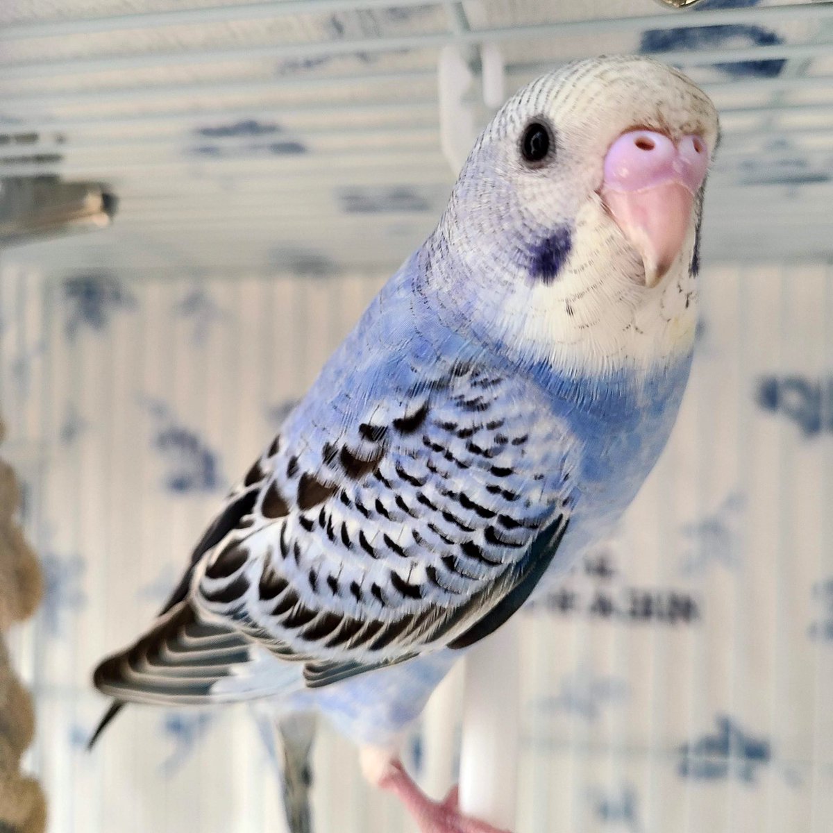 IoriMinami1's tweet photo. 【まだ見つかりません】6/24の朝7時頃に練馬区石神井台から、セキセイインコのオス(生後3ヶ月)が家から飛んで行ってしまいました。名前はアナです。呼ぶと頭、肩、手などに止まります。とても人懐っこくて甘えんぼ君です。引き続きよろしくお願いします！！
#迷いインコ #保護インコ #迷子インコ https://t.co/vXRWrDeAVk