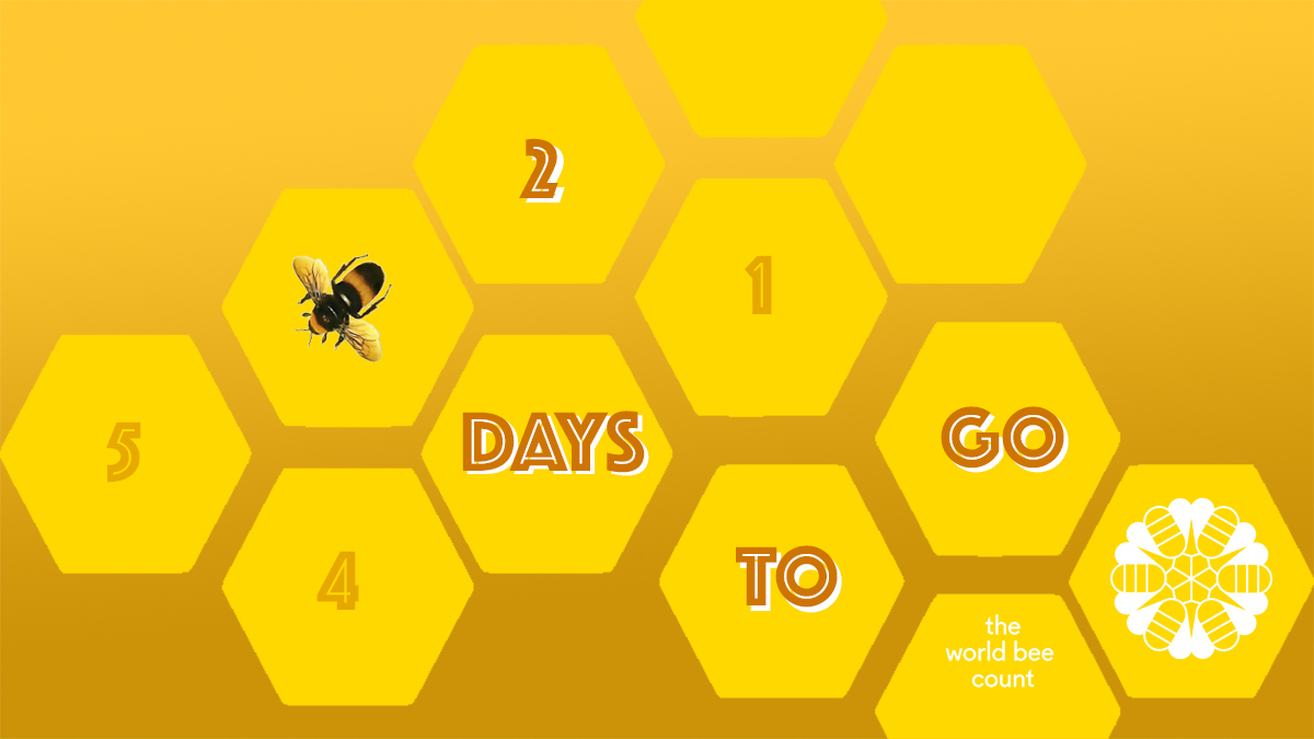 BeesCount tweet media