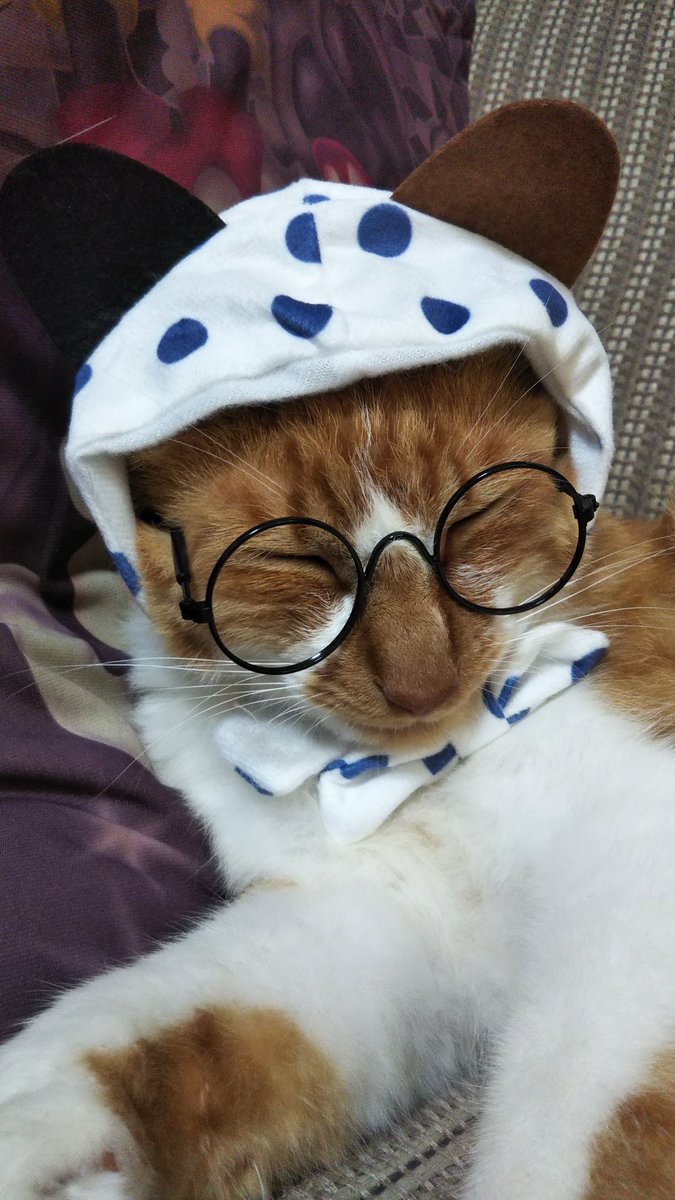 Ask 大好き 桃屋江戸むらさき ごはんですよ の キャラクター ではありません Daiso ダイソー 眼鏡 眼鏡男子 かぶりもの 猫好き 猫のいる幸せ 猫のいる暮らし 猫写真