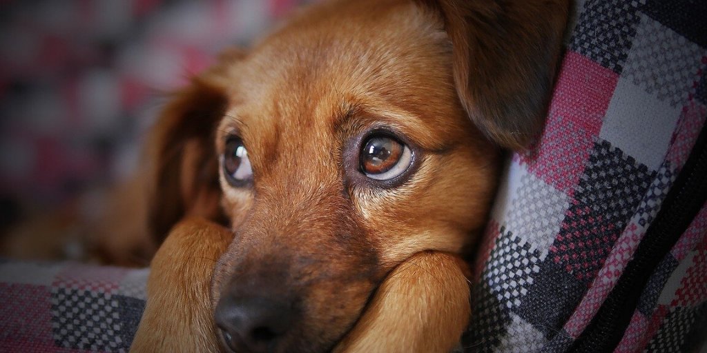 Dierbescherming's tweet photo. De illegale online handel in huisdieren is een grensoverstijgend probleem. Denk b.v. aan zieke puppy's uit Oost-Europese landen. Verplichte registratie van elk dier kan helpen. Dit en meer staat in rapport dat is overhandigd aan EU-commissaris https://t.co/zz9ZWSdGeK. #act4pets https://t.co/yAPUs8evFb