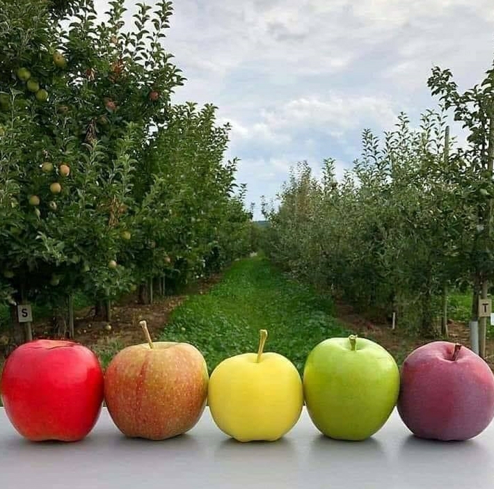 Apples from Morocco 🍎