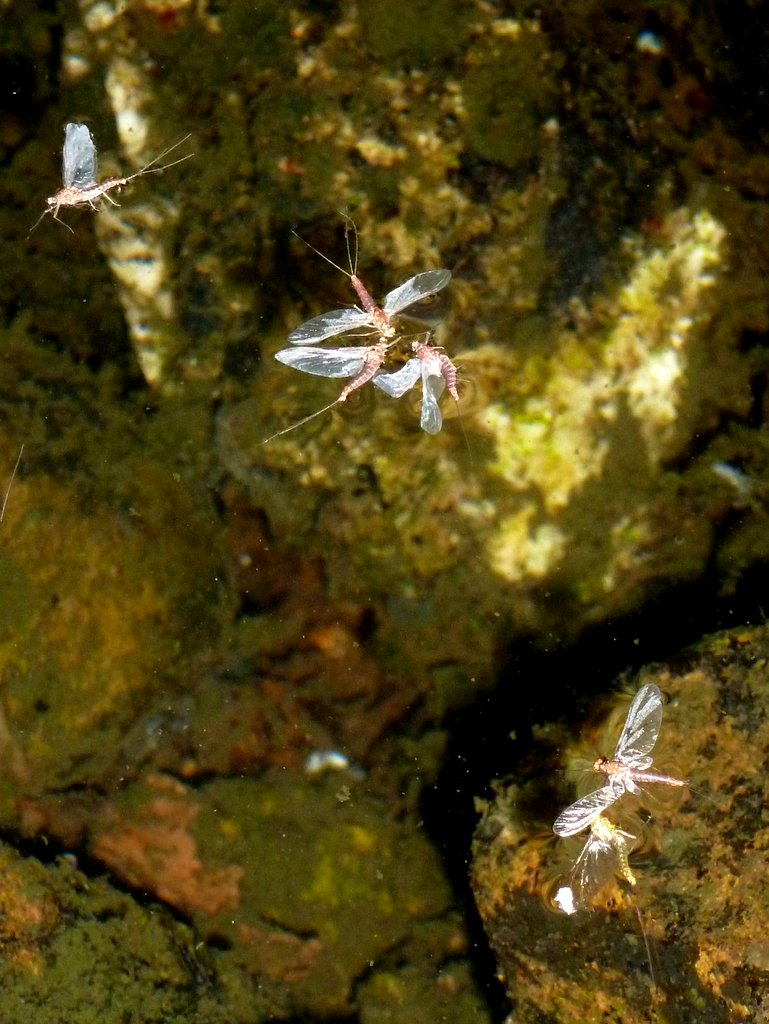 paulprocter's tweet photo. I've said it before...sometimes we're guilty of tying our flies too exactly. Often #scruffy, bedraggled creations work best, especially when you begin to look more closely at the many naturals drifting past with contorted bodies minus tails, or missing a wing. @Riverflies https://t.co/N4XVoFYG8m