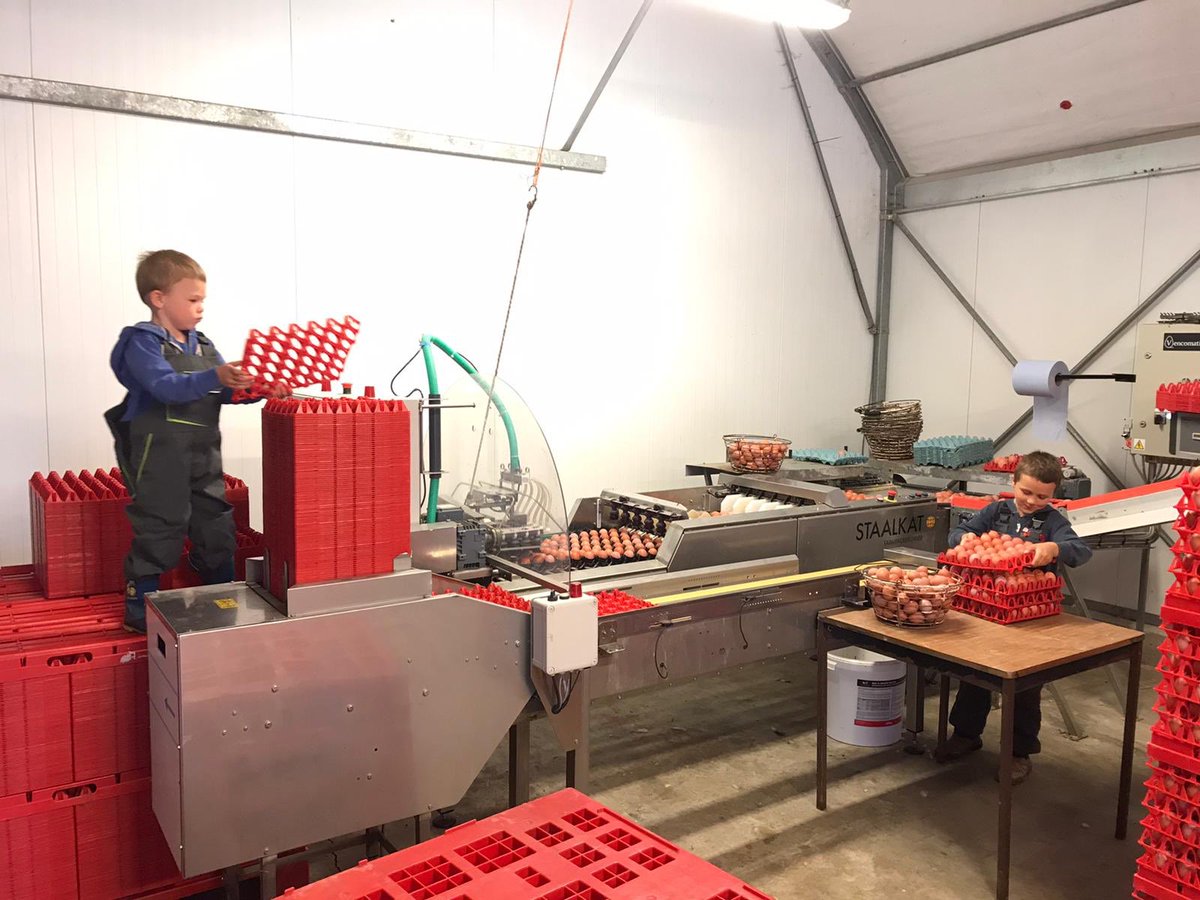 Sunday morning egg packers! 

The average age of our workforce came down today Brodie 6 &amp; Daniel 4, enjoying keeping our staalkat packer going! 

#sundayjobs #packingeggs #newquip #staalkat