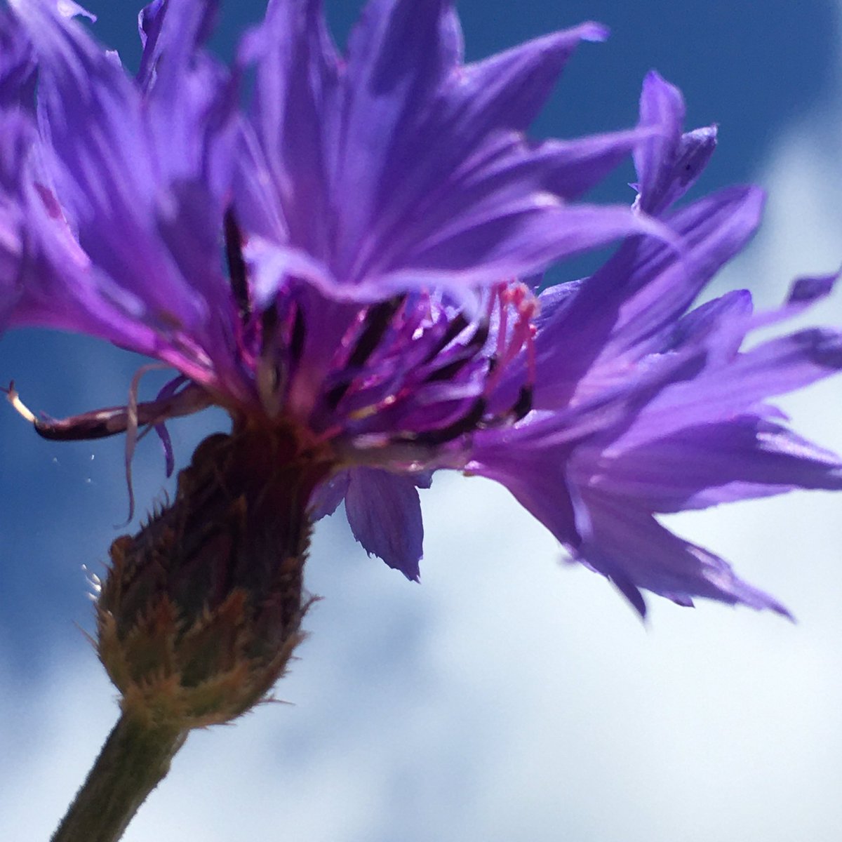 Cornflower. In the wind and the sky ...  #30DaysWild