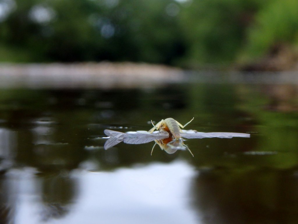 paulprocter's tweet photo. I've said it before...sometimes we're guilty of tying our flies too exactly. Often #scruffy, bedraggled creations work best, especially when you begin to look more closely at the many naturals drifting past with contorted bodies minus tails, or missing a wing. @Riverflies https://t.co/N4XVoFYG8m