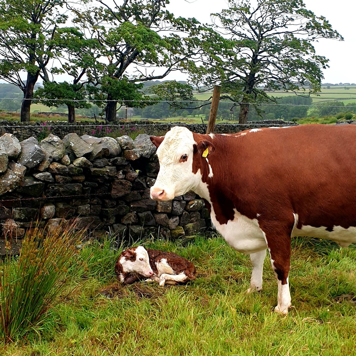 Fabulous start to a Sunday morning 😁 One of our #hereford girls has just calved ❤

#farmlife #countryside #lancashire #calf #sunday #newborn #northwest