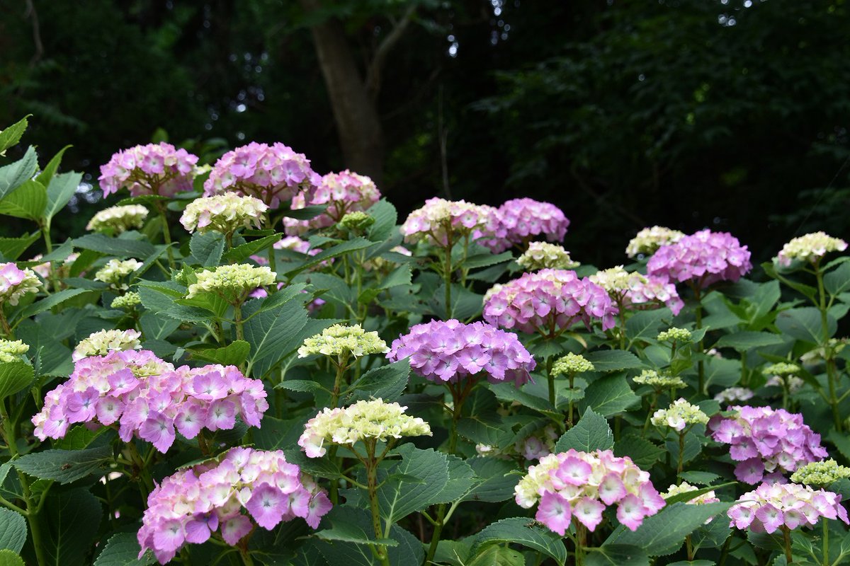 Shimu 僕の歩く町 A Twitter 高清水幼稚園前 あじさいロードの紫陽花 紫陽花 あじさい アジサイ 秋田市