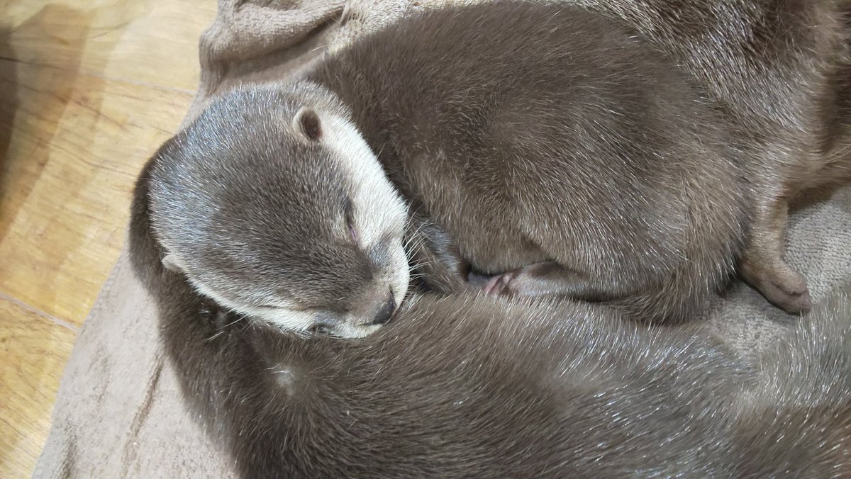 Hyakki_006's tweet photo. カワウソカフェ行ってきた！
めっちゃ可愛い😆
2ヶ月の子供がいてふわふわしててめっちゃ癒された☺ https://t.co/Ap2JdwmGAB