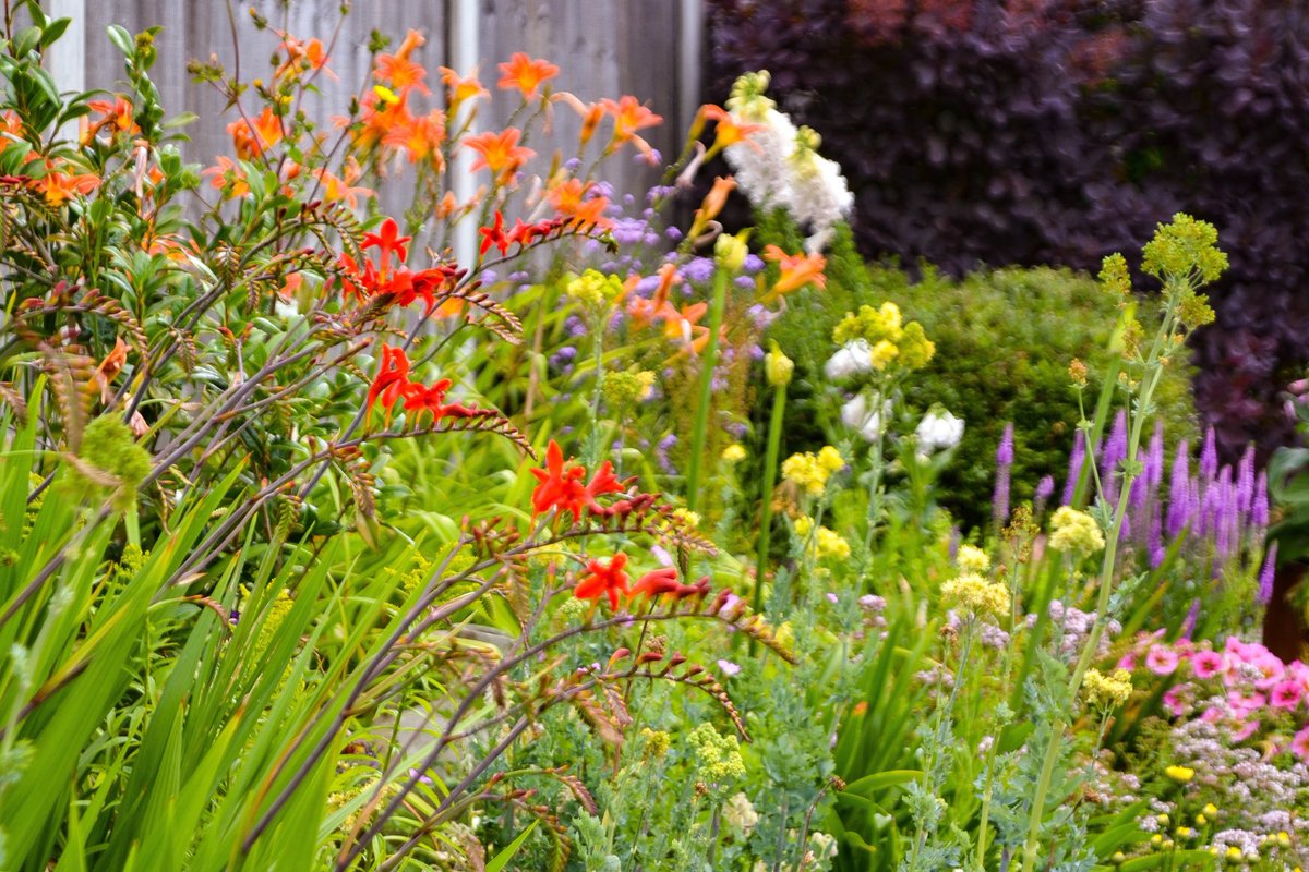 paulyplopper's tweet photo. A jumble and riot of colour in the back garden, so lucky to have a private space during this time https://t.co/cheTBVQMwi