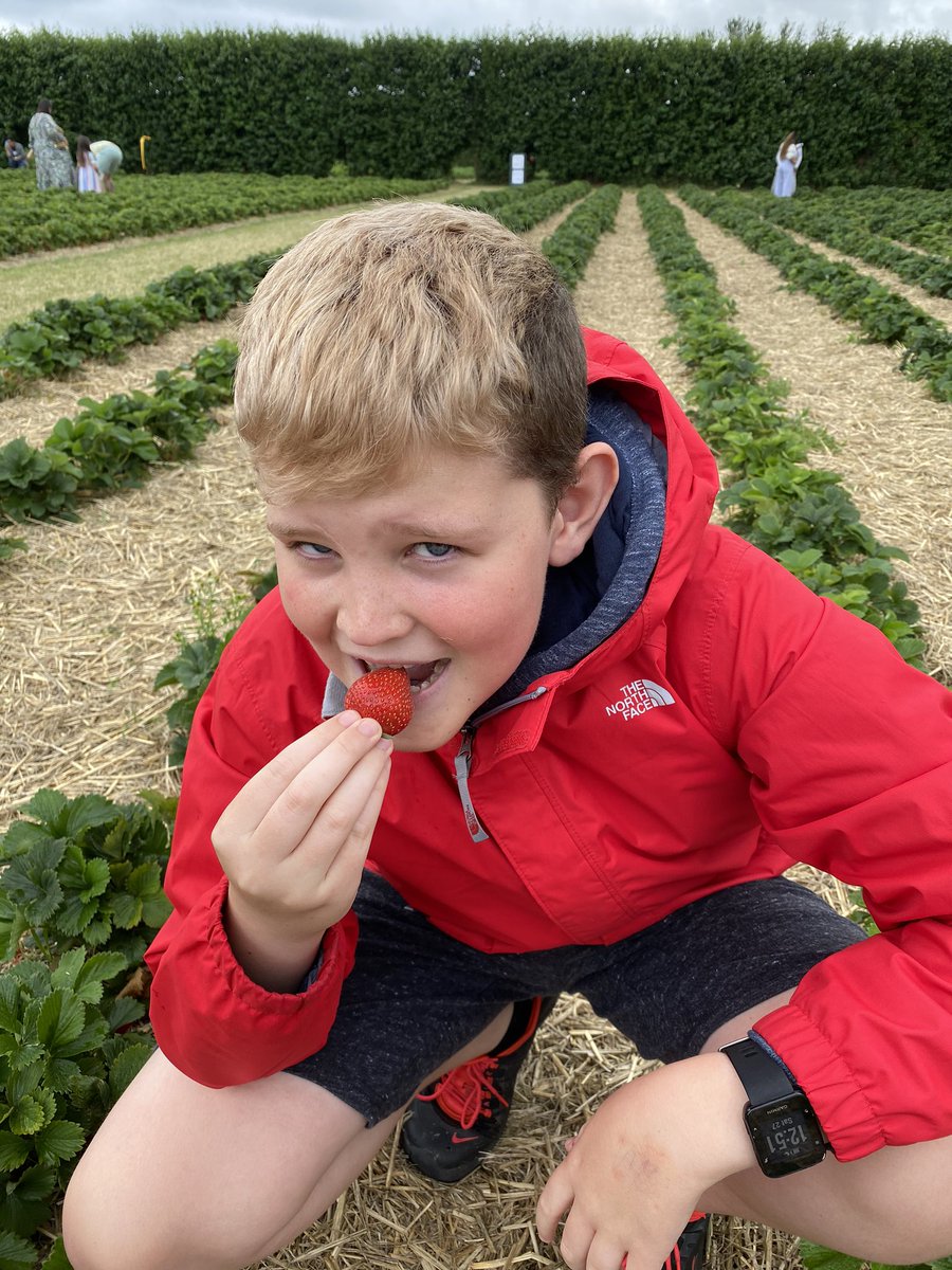Great day spent picking strawberries in Colchester