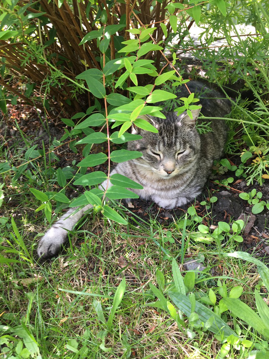 emmabest2000's tweet photo. Anyone else wish they could text their cats to ask them where the hell they are? #catslife #goneforhours #nocturnal #secretlifeofcats https://t.co/93r4oM2Gek