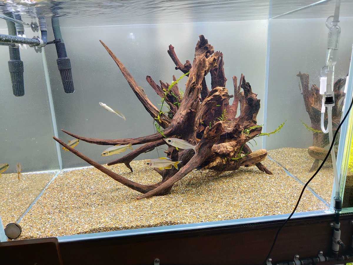 アフリカンカラシン