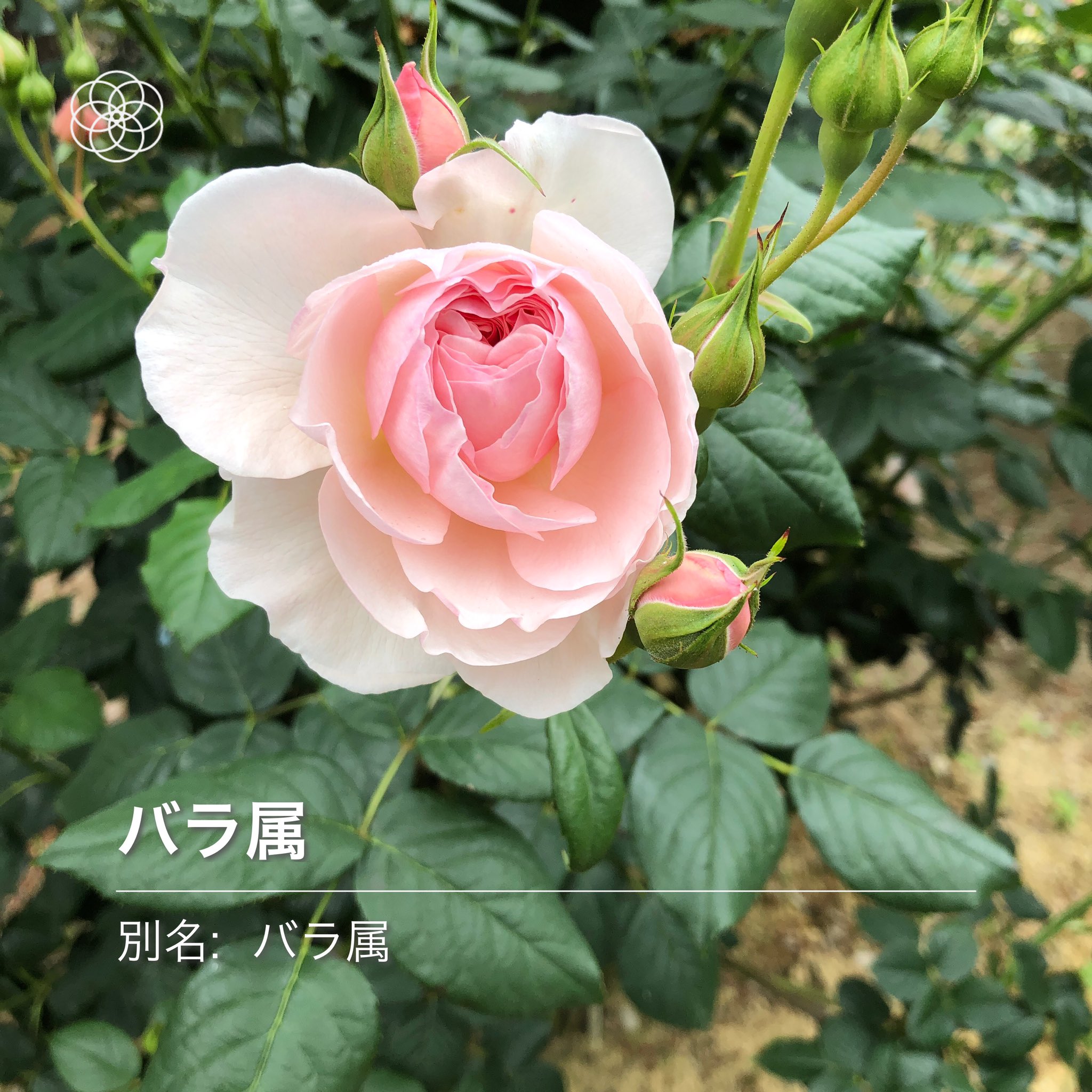 グリズリーパンダ 9gatsu Mid バラがいい感じに咲いてたけど水場はカラッカラになってたよ T Co Gkdvab7q2l Twitter