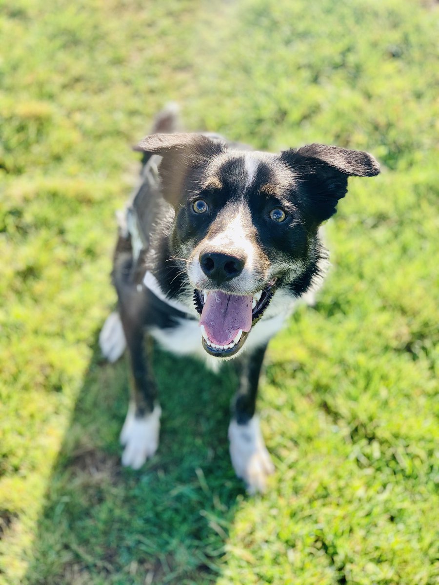 MacWalton's tweet photo. Love a good morning walk with @bordercollbruce been here since 6:30 and it’s so peaceful and chill ❤️🐶 https://t.co/ltl2N6O2b8