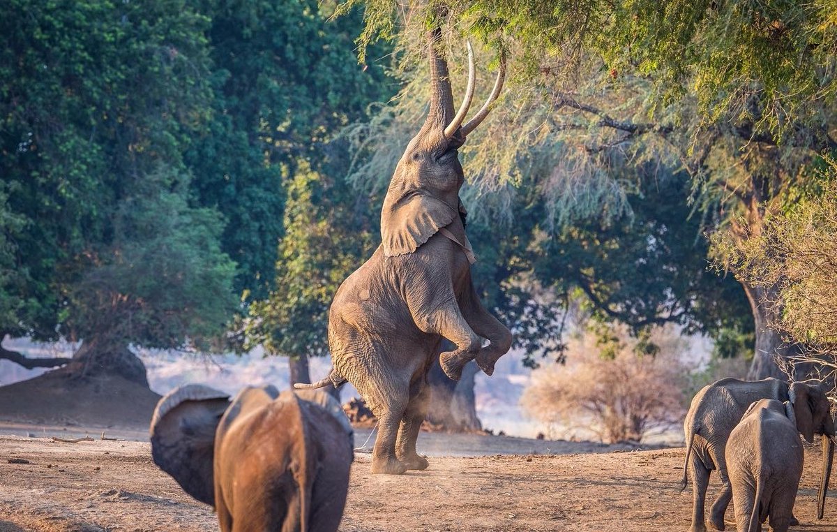 ZimBho_Official's tweet photo. Happy Sunday from the famous #ManaPools residents!
#TravelLocal 
#VisitManaPools 
#DomesticTourism 
#VisitZimbabwe
📸 #lucienbeaumont #chaseafricasafaris #AndrewBecksa #AndyBrumPhotos https://t.co/UGnDYSDhXa