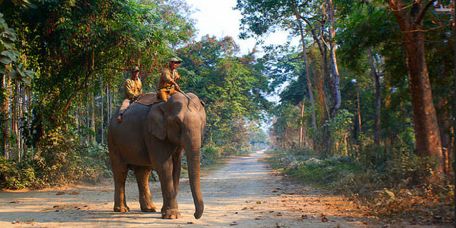 GoswamiUdipta's tweet photo. Nameri National Park is located in the district of Sonitpur, Assam. 

Home to elephants, Nameri is also a tiger reserve. It is also a safe haven for around 400 species of birds including the endangered "White Winged Wood Duck". 

#NorthEastMatters 
#AwesomeAssam 
#CelebrateAssam https://t.co/q7rT5J6rAQ