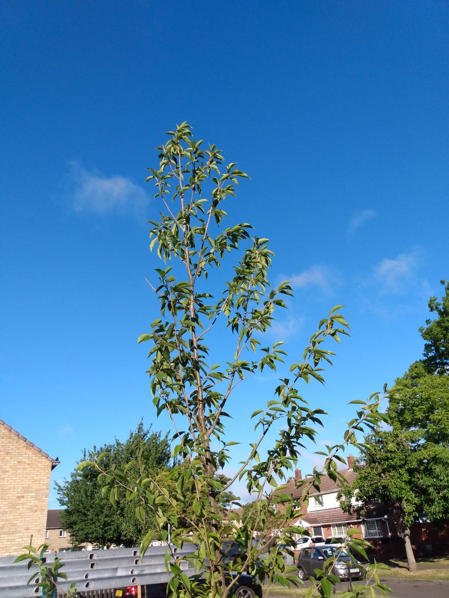 3HeadedLizard's tweet photo. I hope #Tree150 enjoyed its drink this morning! Come and be a #TreeHero https://t.co/ddbY2WNVfq @CamCanopyProj #CamTrees #KeepOnWatering https://t.co/ZEj13nob6b