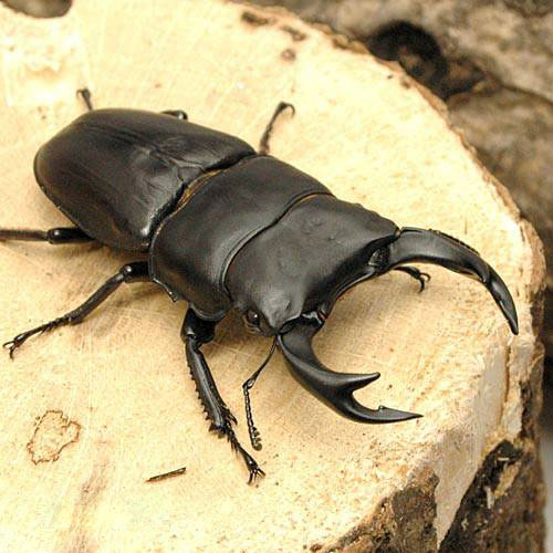 昆虫 チャーム公式 Charm Insect Twitter