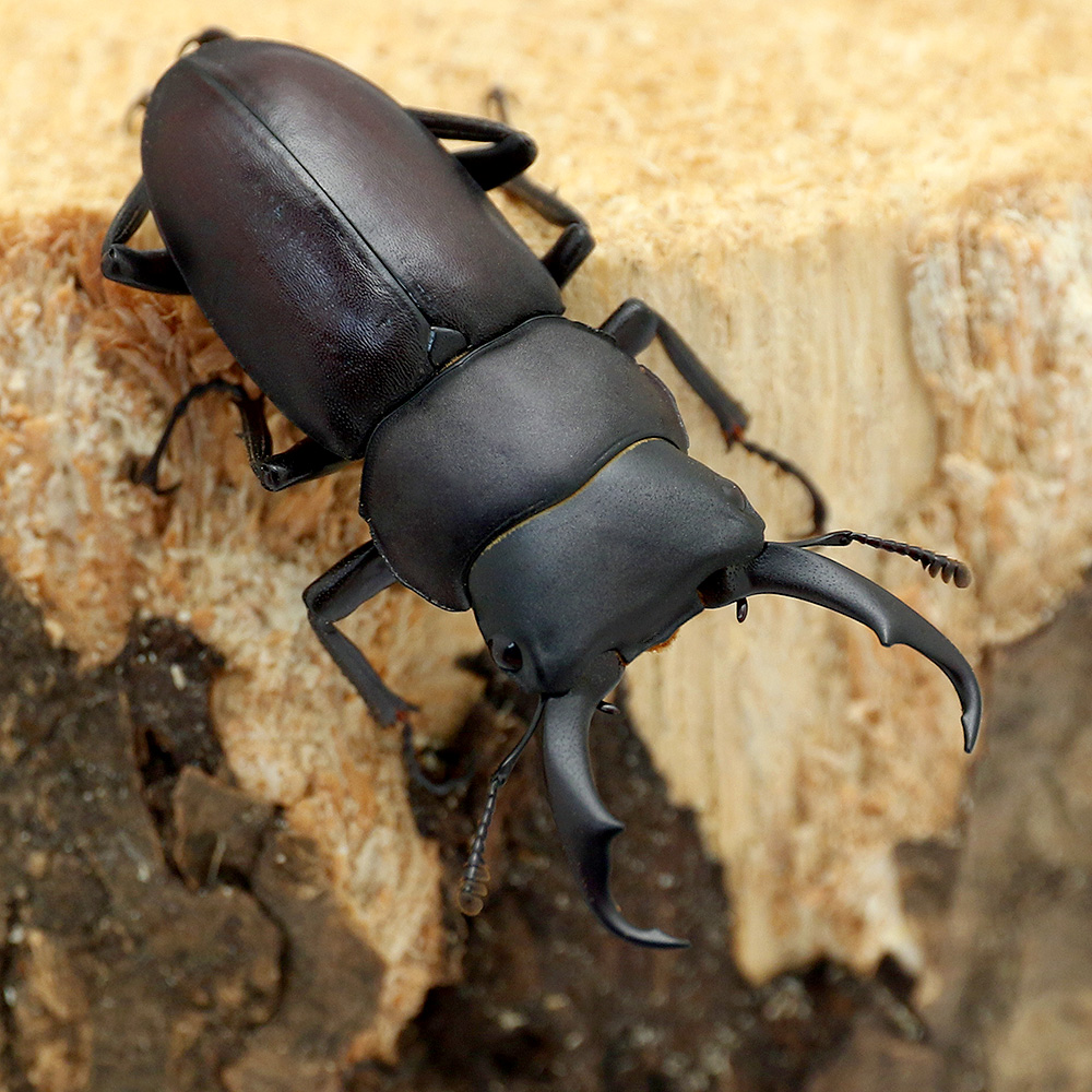 昆虫 チャーム公式 Charm Insect Twitter