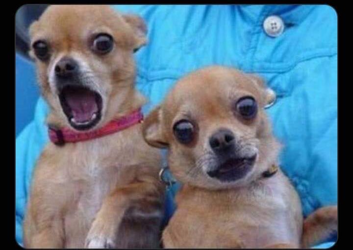 kayondocharls's tweet photo. What if God speaks to Pastor #Mbonye that God's plan was never his plan๐๐๐ https://t.co/iwSH9OjjwJ