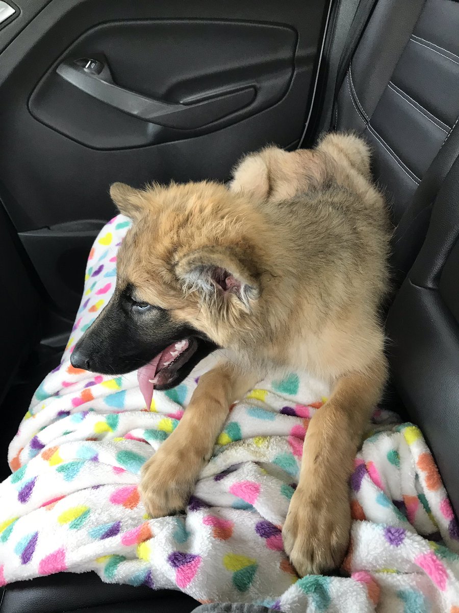 leetheworm_'s tweet photo. my doggo https://t.co/ccySJmAped