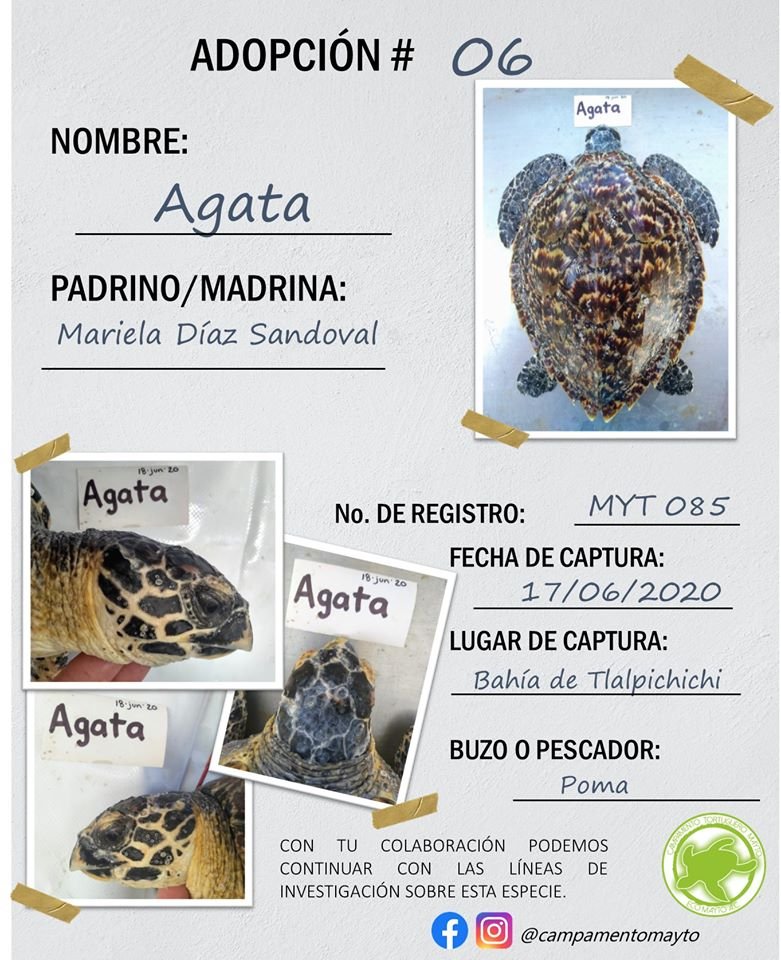 marieladiazsand's tweet photo. Campamento Tortuguero Mayto #BahíadeTlalpichichi #Tortugacarey #careyturtle https://t.co/D5aKwOyczM